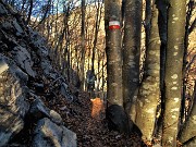 14 Nella splendida faggeta